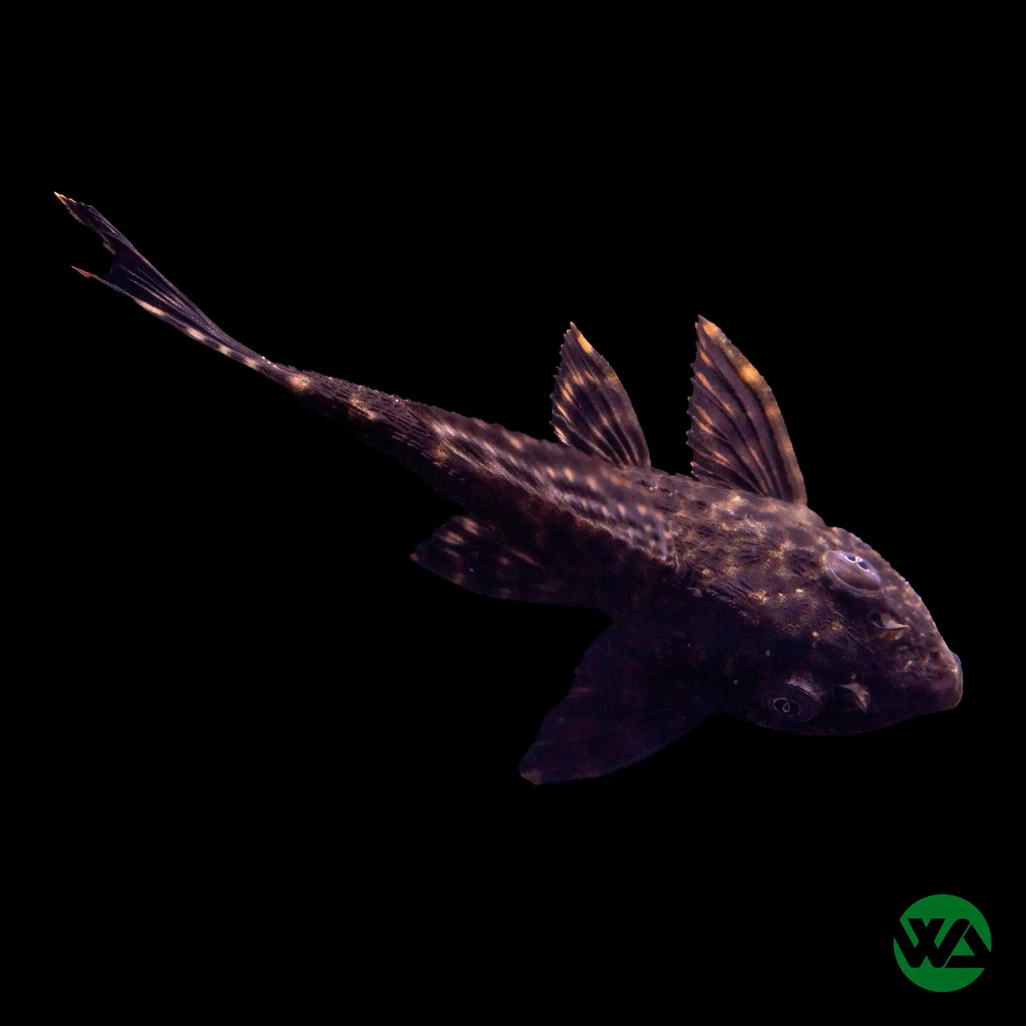 Common Pleco (Hypostomus plecostomus) - Tropical Freshwater Algae Eater Fish for Aquariums & Fish Tanks | Perfect for Planted Tanks & Community Aquariums