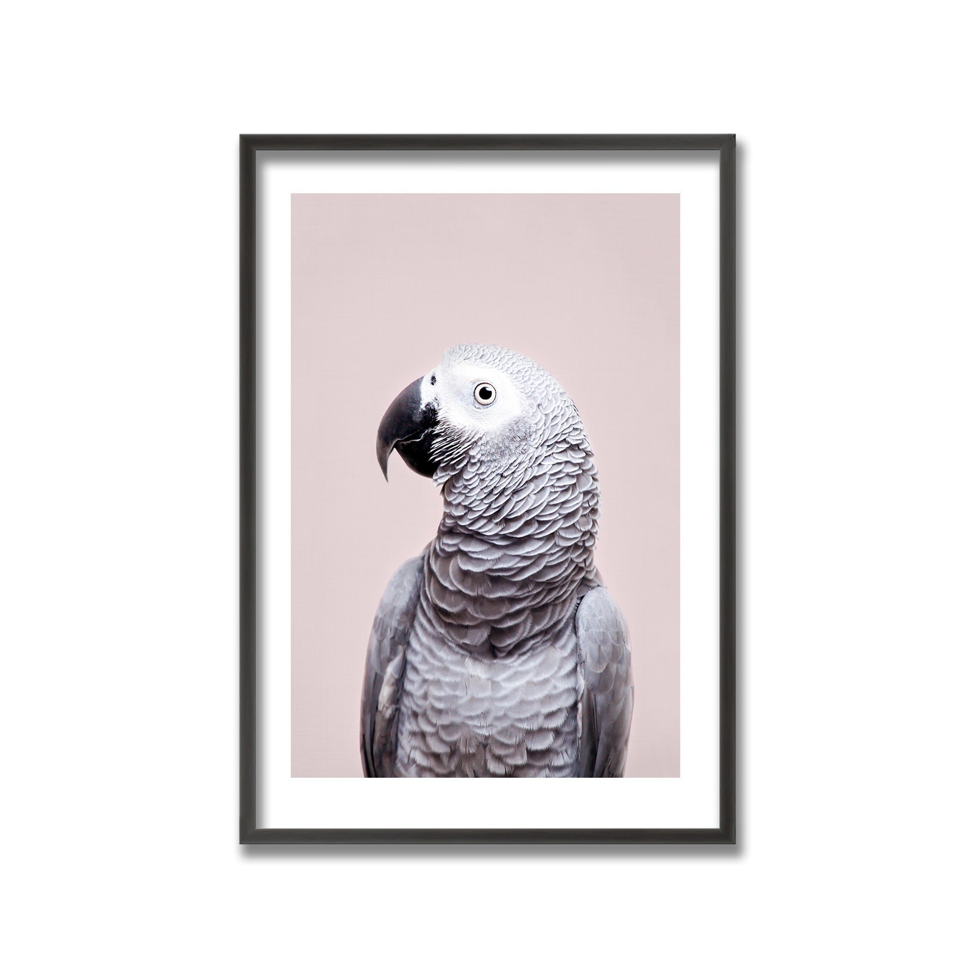 African Grey Parrot Framed Wall Art Print by Kathrin Pienaar - Tropical Bird Decor for Living Room, Office & Nursery