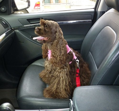 **Soft Mesh Dog Harness for Small Puppies - Adjustable & Breathable, Red - Perfect for Travel, Walking & Outdoor Adventures**