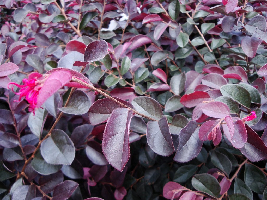 Loropetalum Chinese Fringe Flower 'Plum Delight' - 40 Live Flowering Plants for Landscaping, Garden Borders & Outdoor Decor