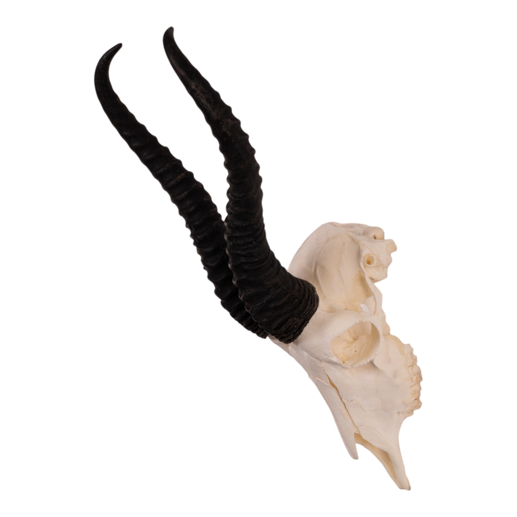 Authentic Real Springbok Skull - Male Taxidermy Specimen for Home Decor, Hunting Trophy & African Safari Themed Interior Design