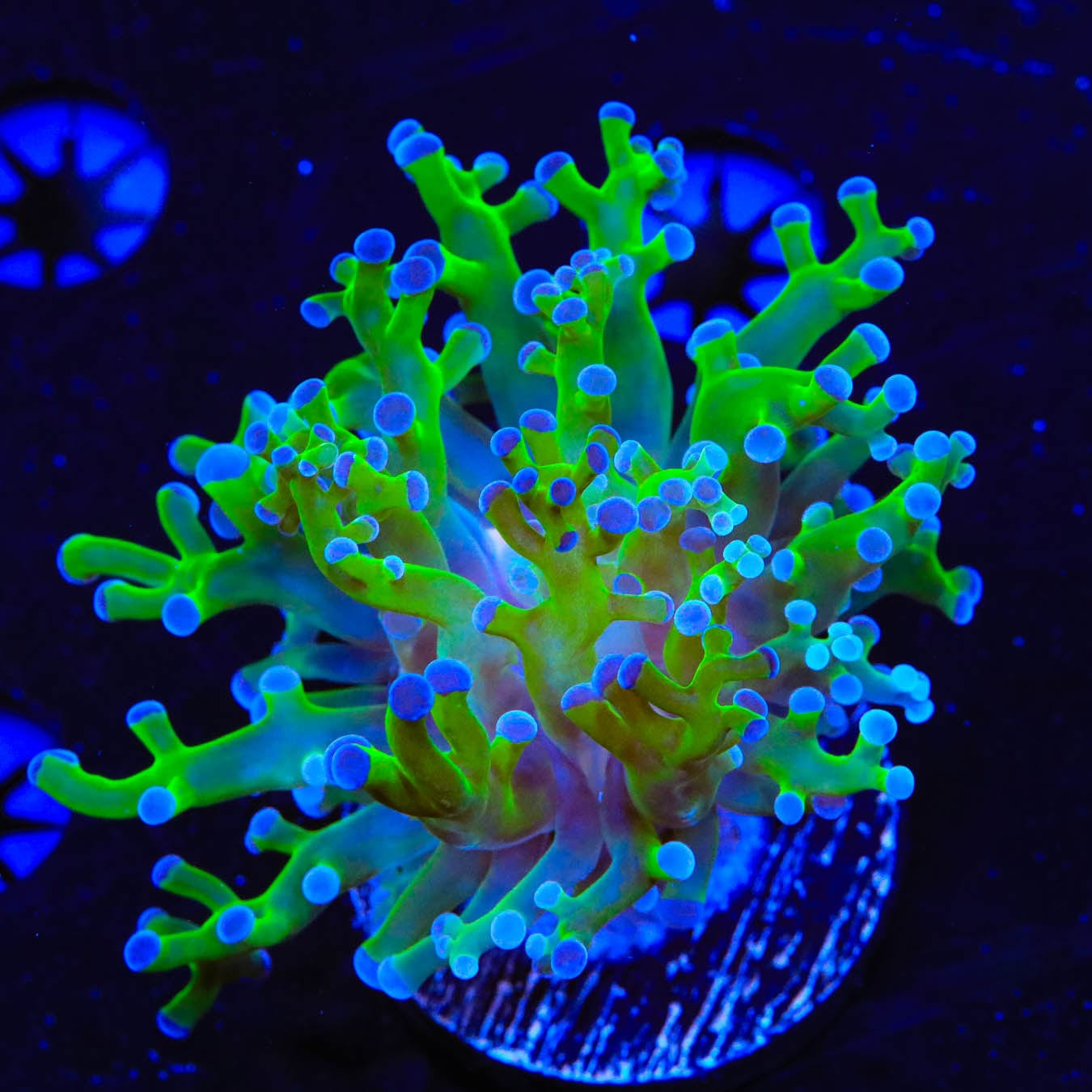 Bicolor Frogspawn Coral for Saltwater Aquariums - Vibrant LPS Coral for Reef Tanks & Marine Aquascaping