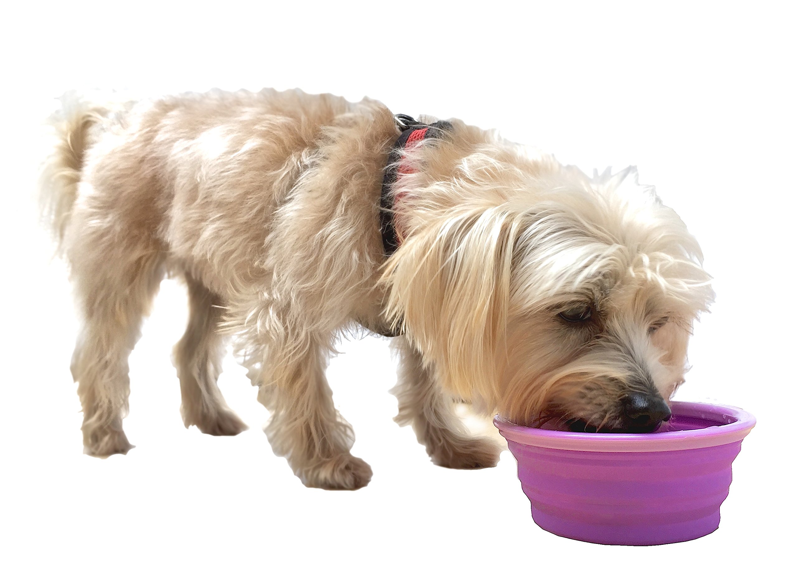 Foldable Travel Dog & Cat Bowl - Collapsible Silicone Food & Water Dish with Clip for Pets, Portable Small (1.5 Cups) - Perfect for Hiking, Camping & Road Trips