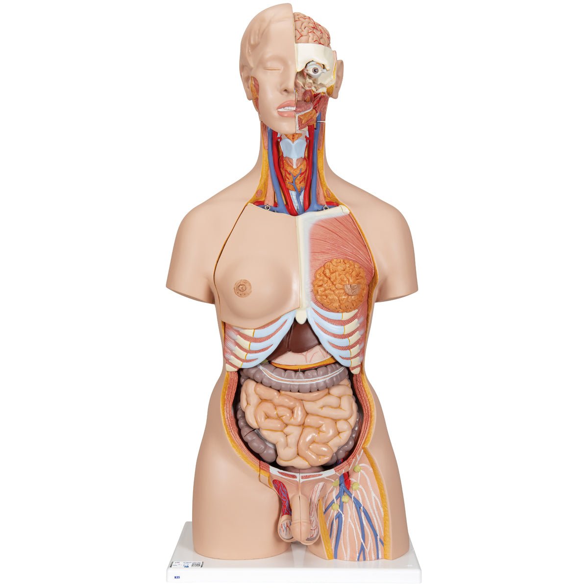28-Part Dual Gender Torso with Open Back - Perfect for Medical Training, Anatomy Study & Art Reference