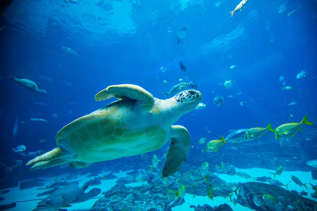 Georgia Aquarium - Explore Marine Life & Ocean Exhibits | Perfect for Family Outings & Educational Trips