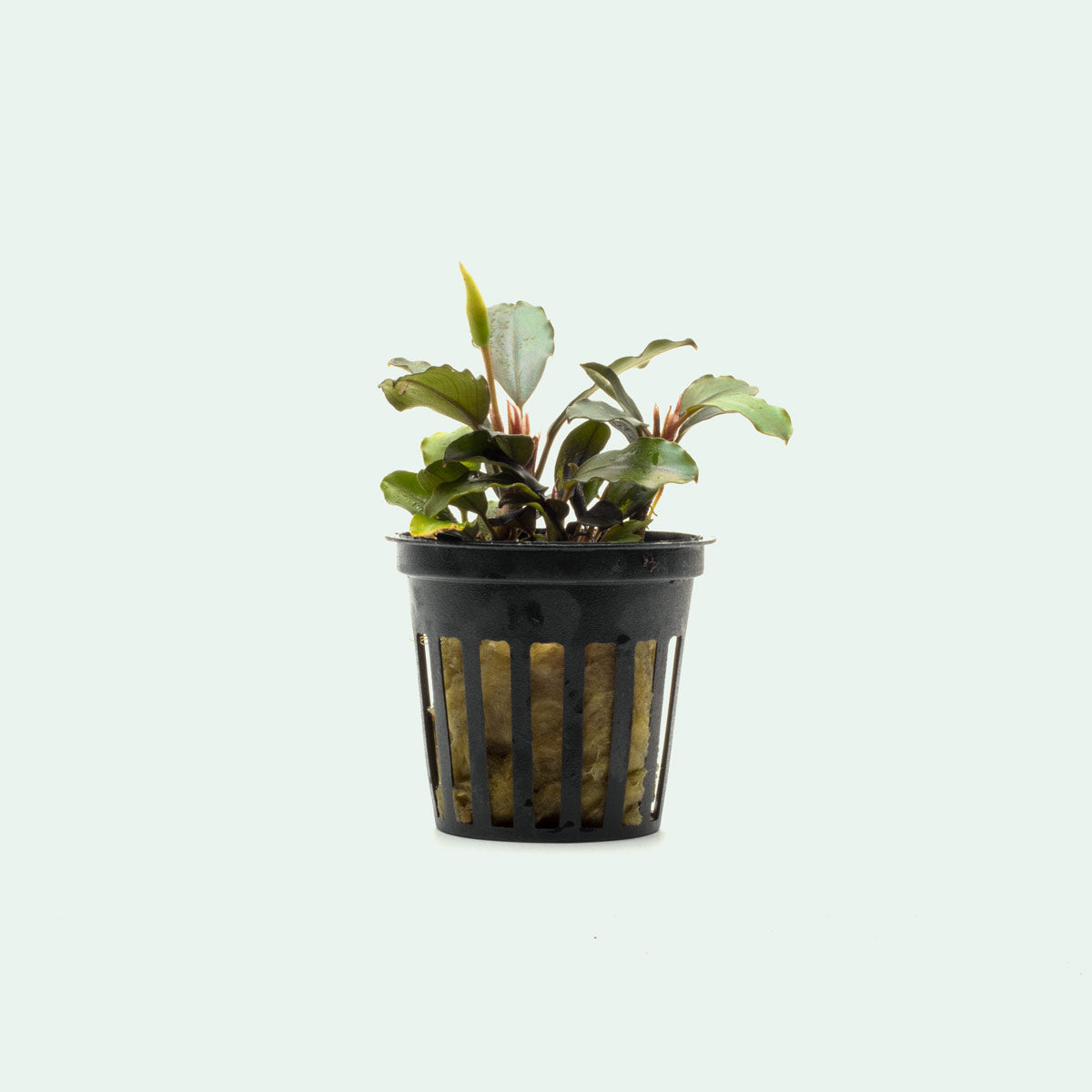 Bucephalandra Brownie Phoenix Aquatic Plant - Rare Live Aquarium Plant for Fish Tank Decoration | Perfect for Freshwater Aquascaping, Shrimp Tanks & Aquatic Gardens