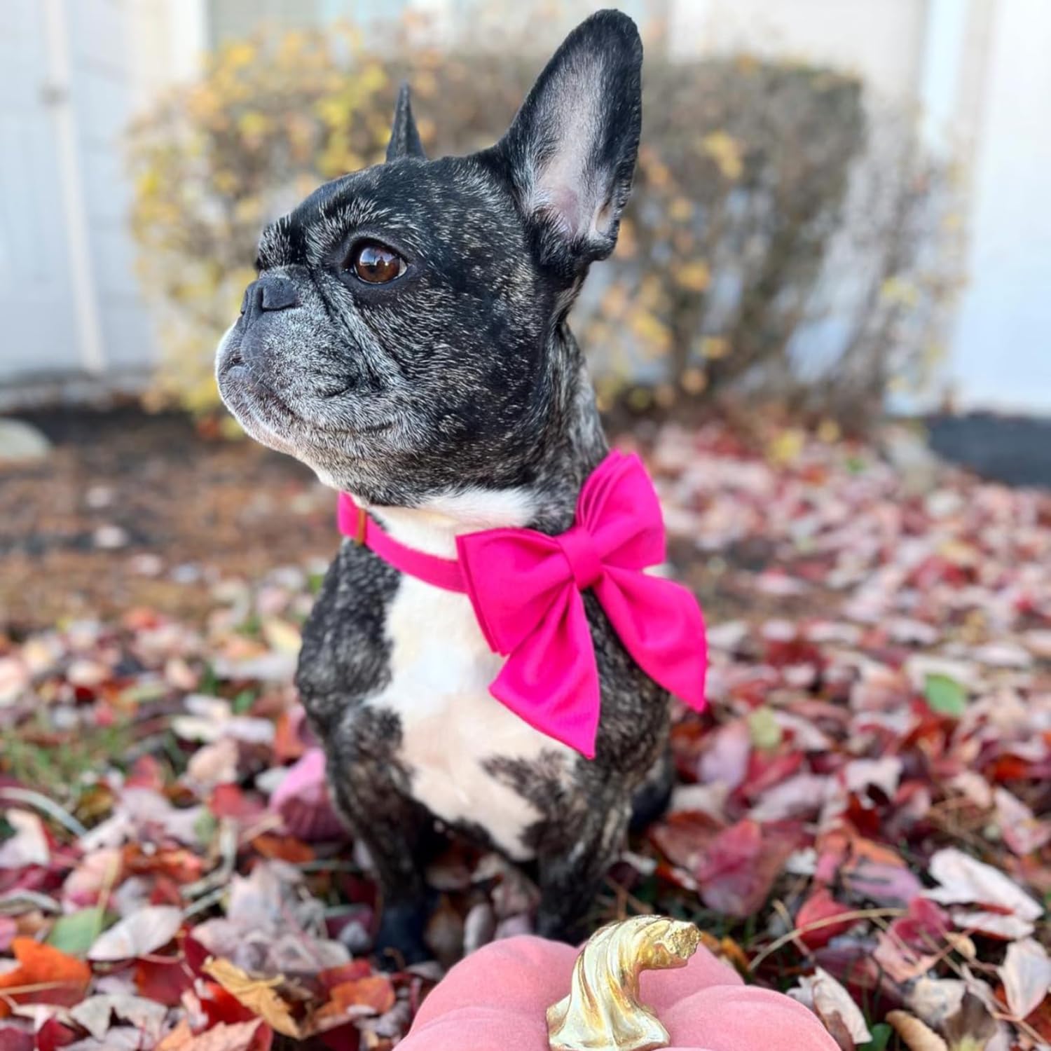 **Maca Bates Adjustable Breakaway Dog Collar with Rose Red Bow - Sailor Bow Tie for Small Medium Large XL Dogs - Girly Pink Collar for Female & Male Puppies - Perfect Birthday Gift for Pets (Ideal for Parties, Photos & Special Occasions)**