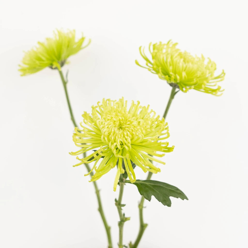 Anastasia Green Spider Mum Flowers - Premium Artificial Floral Decor for Home, Wedding, and Event Centerpieces