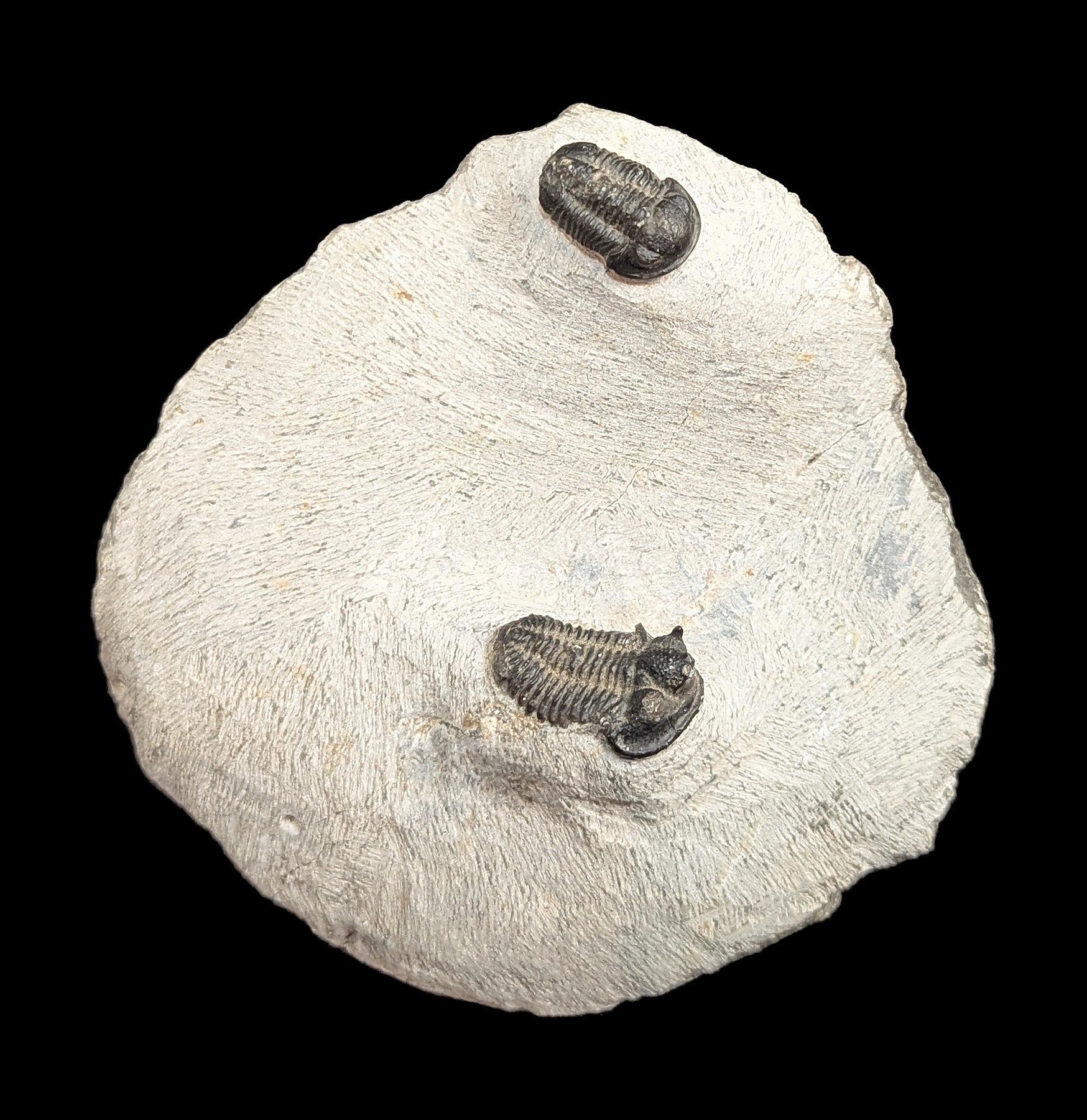 Authentic Fossil Trilobite Phacops Drotops Specimen in Matrix - Perfect for Home Decor, Classroom Education & Paleontology Collections