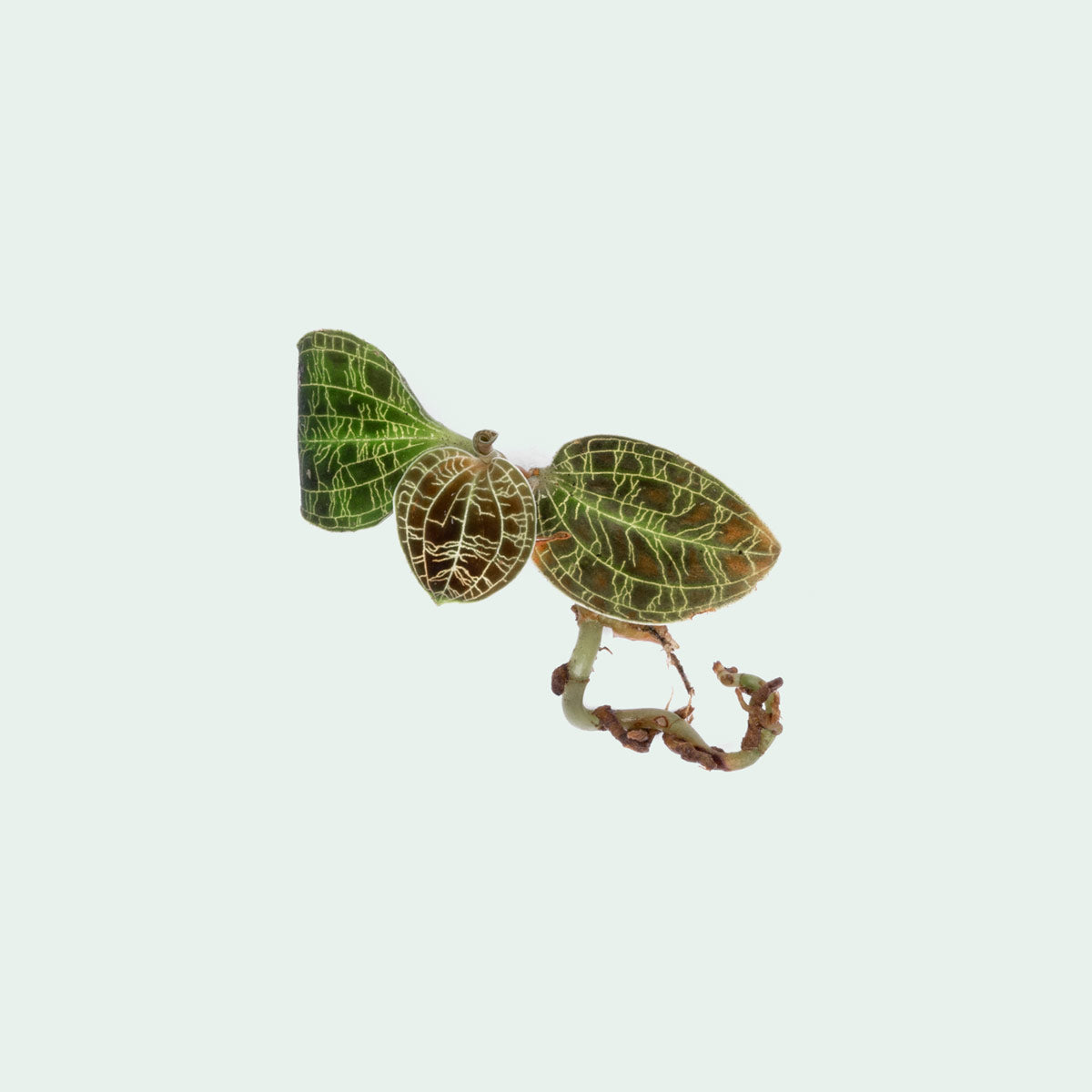 Macodes Petola Jewel Orchid - Rare & Exotic Live Plant for Terrariums & Indoor Gardens | Perfect for Home Decor & Plant Enthusiasts