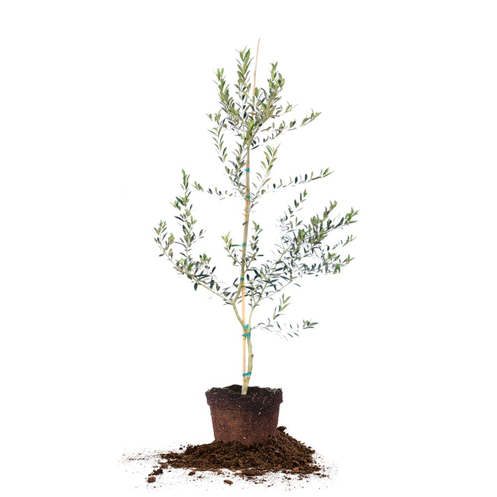 PERFECT PLANTS Arbequina Olive Tree Live Plant 4-5 Feet Tall - Indoor/Outdoor Fruit Bearing Tree with Care Guide - Perfect for Home Gardens, Patios & Mediterranean Landscaping