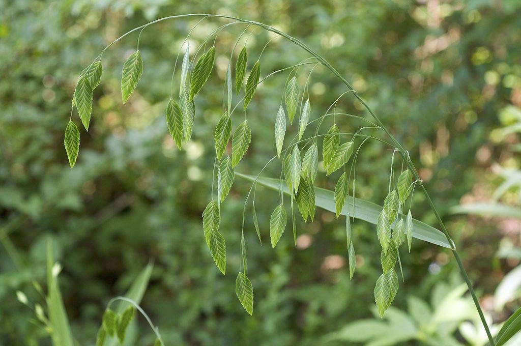 Chasmanthium latifolium (Northern Sea Oats) - 10 Live Starter Plants | Spangle Grass, Flat Oats for Landscaping | Perfect for Shade Gardens, Borders & Naturalized Areas