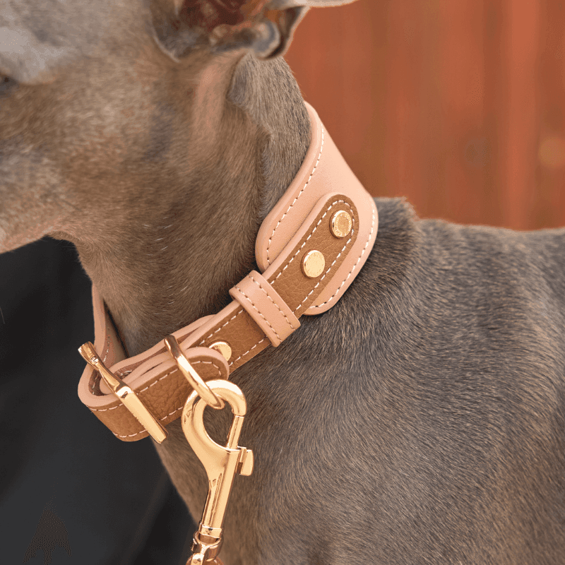Premium Blushwood Leather Dog Collar – Adjustable, Durable & Stylish Pet Collar for Small, Medium & Large Dogs – Perfect for Daily Walks, Training & Outdoor Adventures