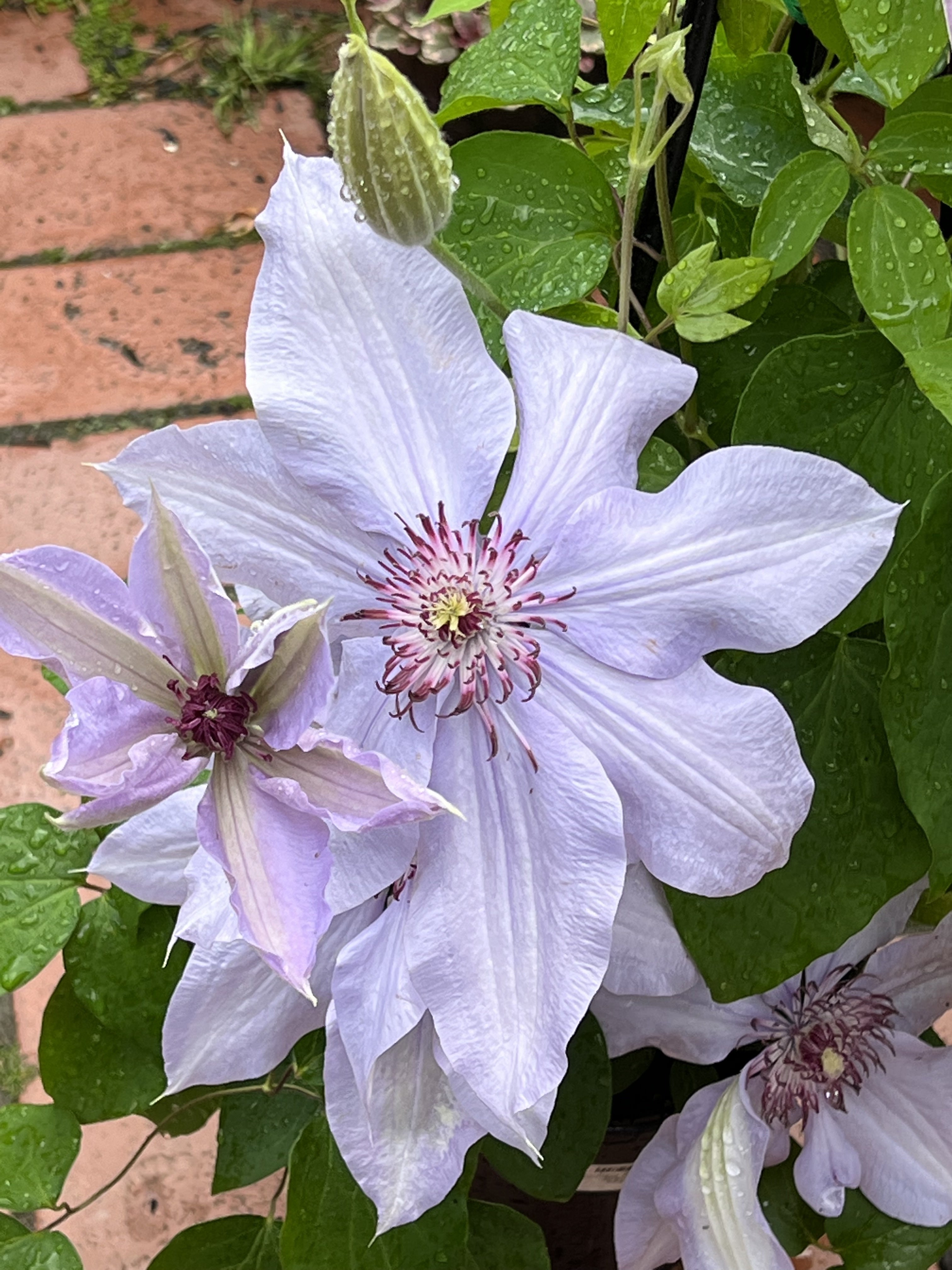 Clematis 'Bernadine' - Beautiful Purple Flowering Vine Plant for Garden Trellis, Fence & Pergola Decoration | Perfect for Outdoor Landscaping & Backyard Beautification