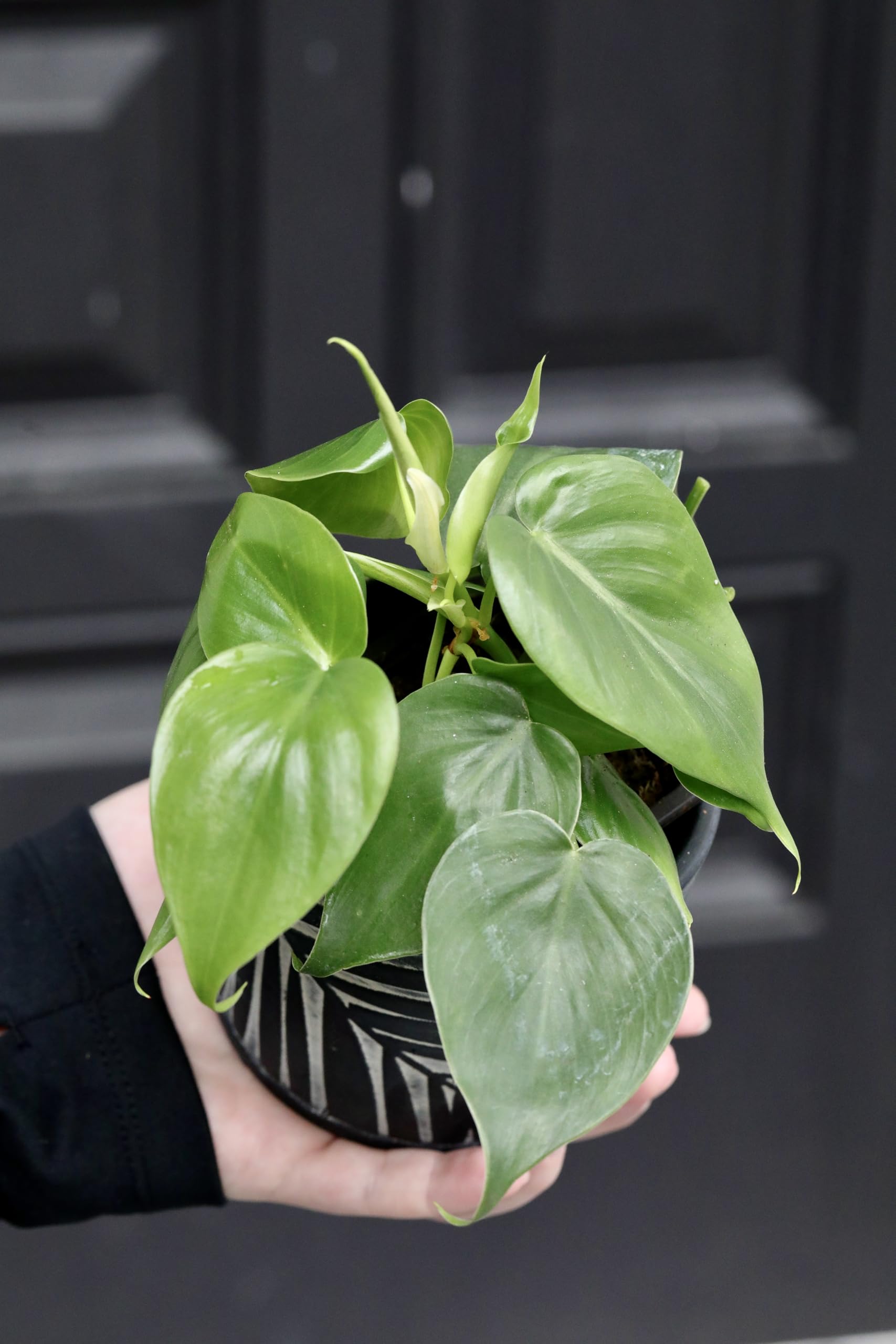 Heartleaf Philodendron (Philodendron cordatum) - 2 Inch Live House Plant - Air Purifying Indoor Trailing Plant for Home, Office & Bedroom Decor