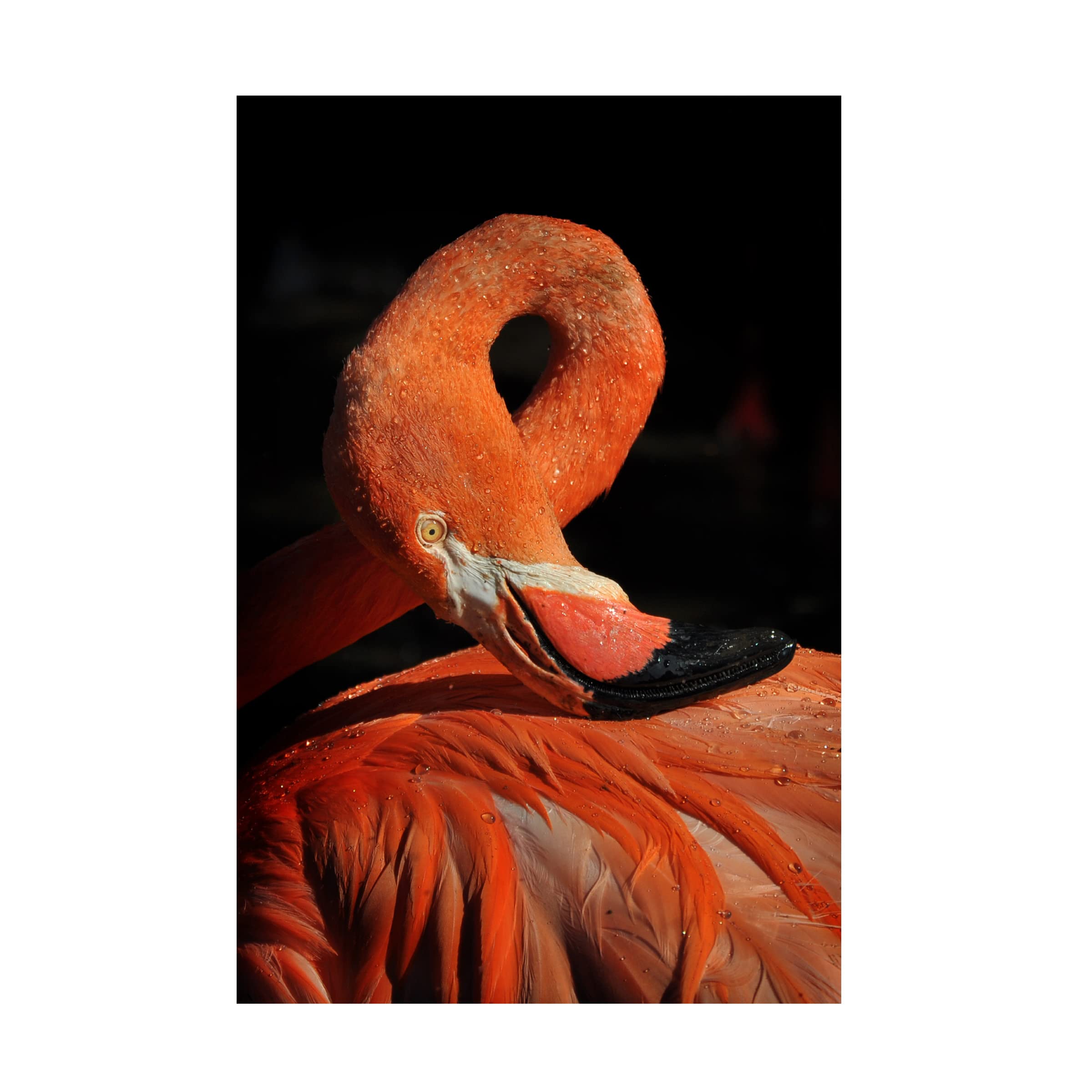 Loop Flamingo Canvas Wall Art Print by Zdenek Vales - Tropical Pink Flamingo Painting for Living Room, Bedroom & Office Decor