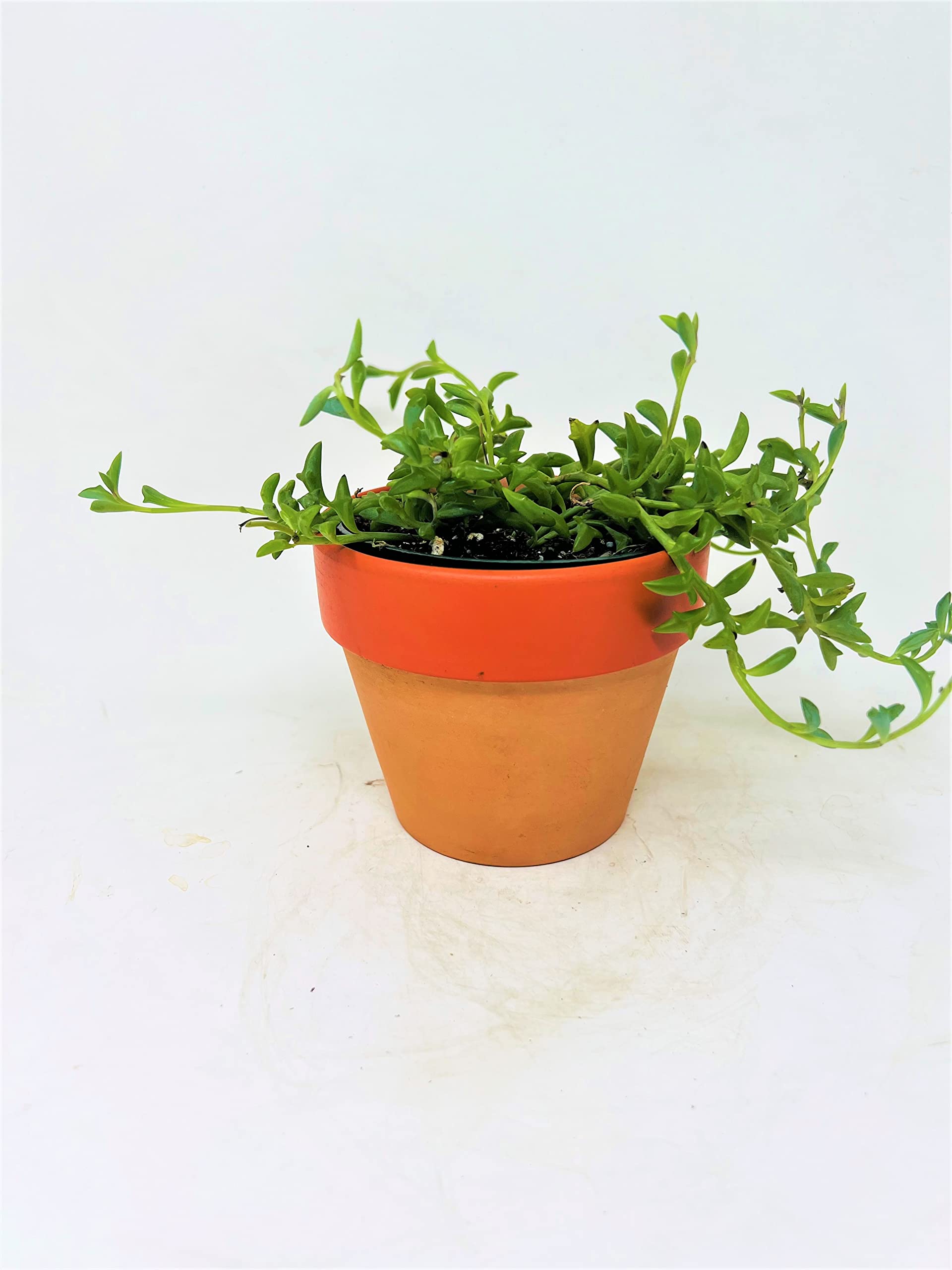 String of Dolphins Succulent Plant (Senecio Peregrinus) in 4 Inch Clay Pot - Perfect for Home Decor, Office Desk & Indoor Gardening