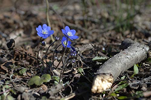 20x30 Inch Laminated Spring Flowers Poster - Vibrant Liverwort Floral Wall Art for Home Decor, Living Room, Bedroom & Office - Fits Standard Frames