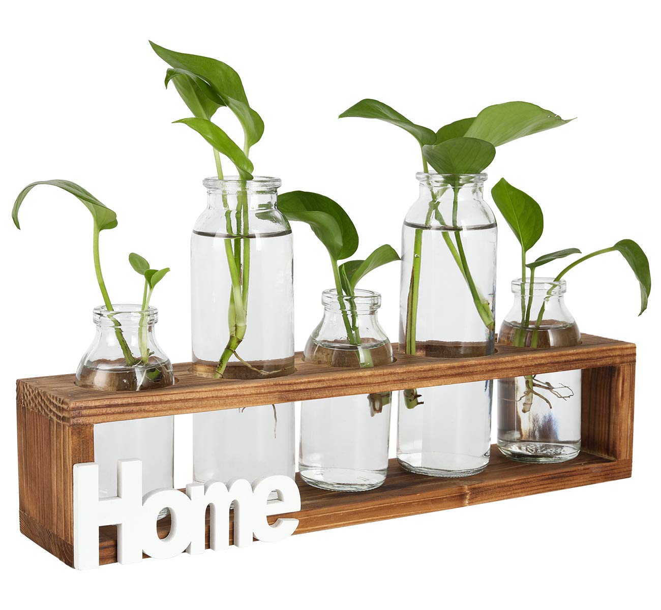 PAG Plant Terrariums Kit - 5 Glass Vase Hydroponic Air Planter with Solid Wood Stand for Home & Office Decor | Indoor Gardening, Tabletop Plants, Modern Home Decor Gift Idea