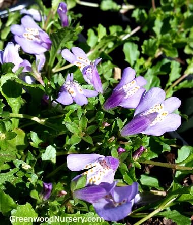 Live Creeping Mazus Reptans Ground Cover Plants - Set of 5 in 3.5