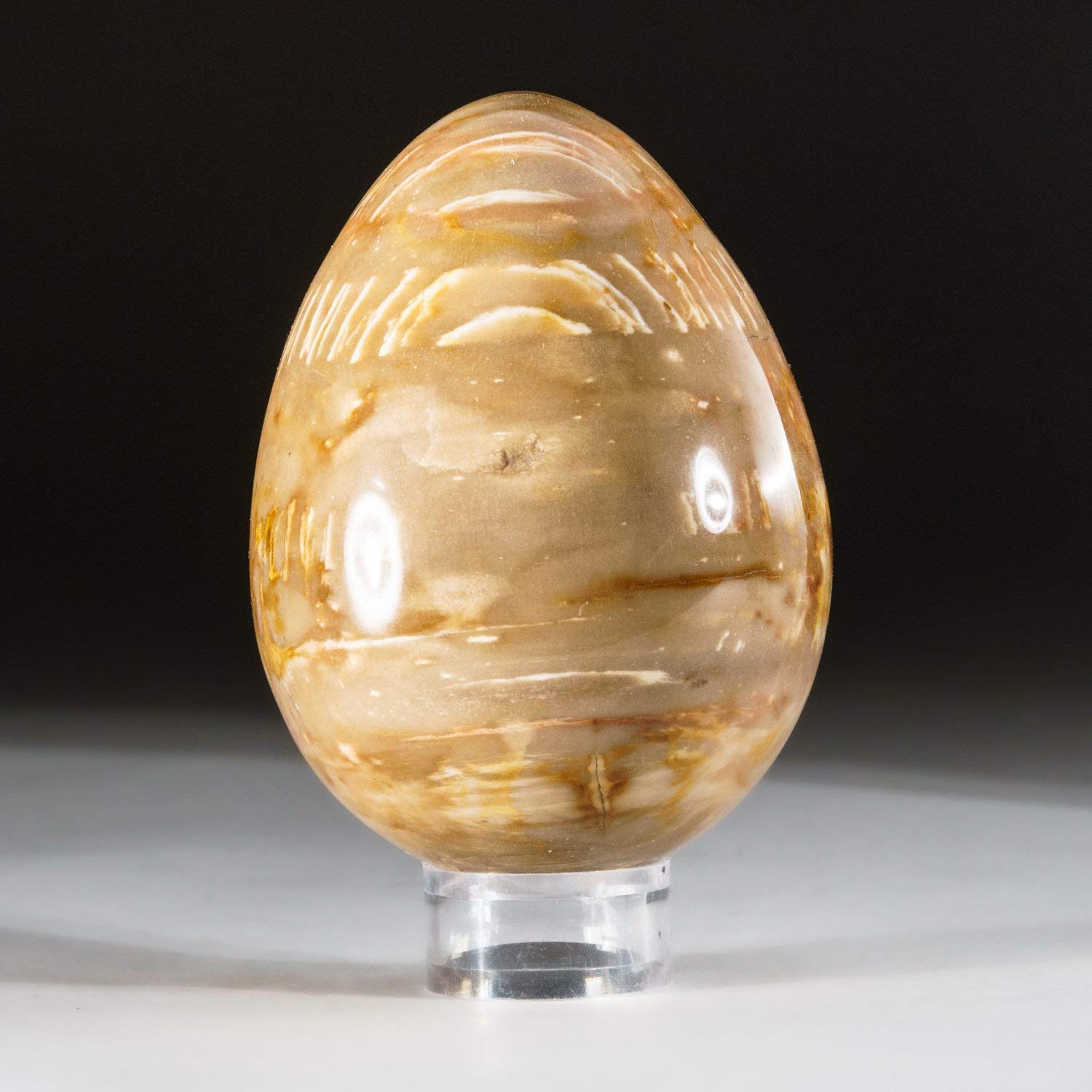 Natural Polished Petrified Wood Egg from Madagascar - 0.8 lbs Unique Fossil Stone Decor | Perfect for Home Decor, Meditation & Crystal Collection