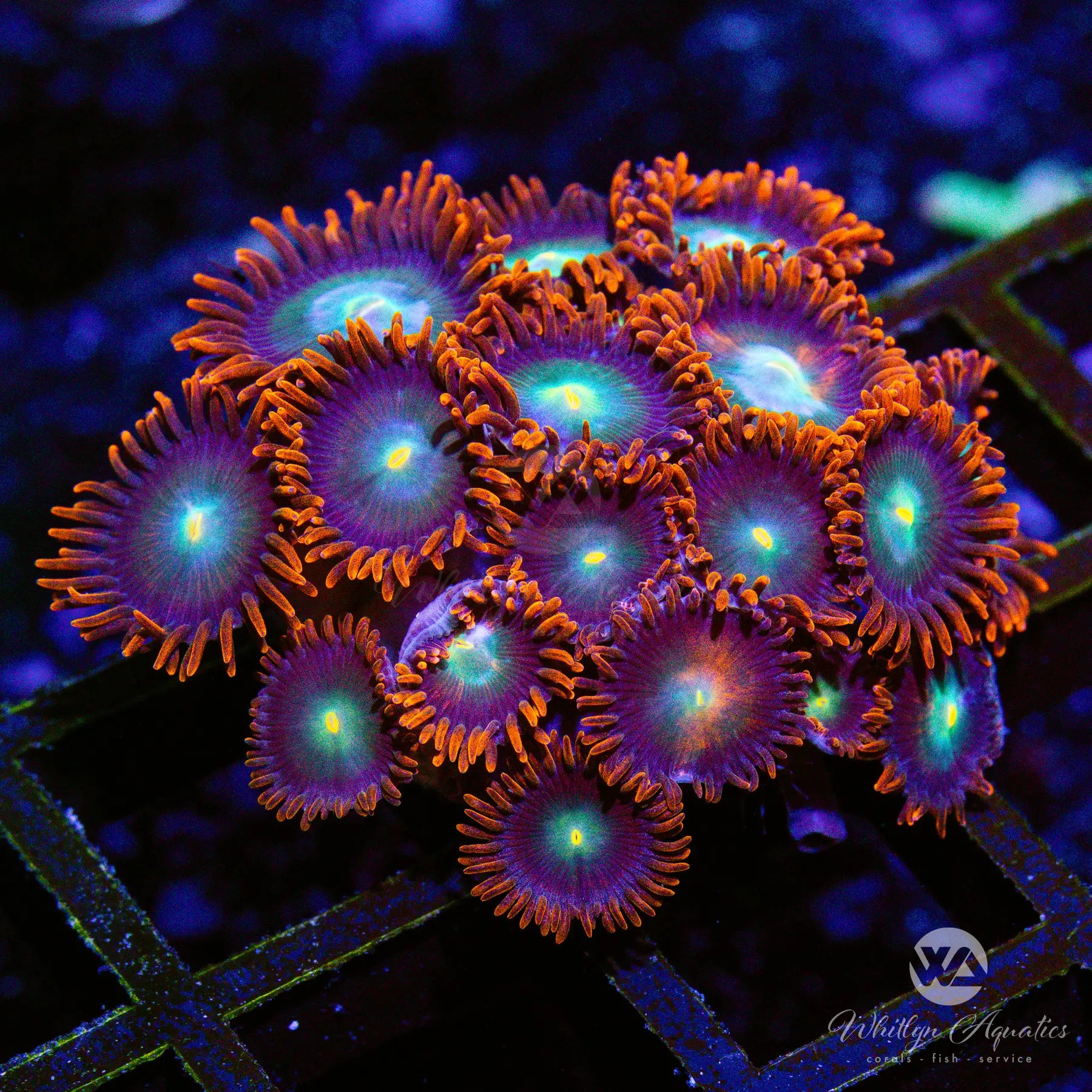 Punk Rocker Zoa Coral - Vibrant H5 Saltwater Coral for Reef Tanks | Perfect for Aquascaping & Marine Aquariums