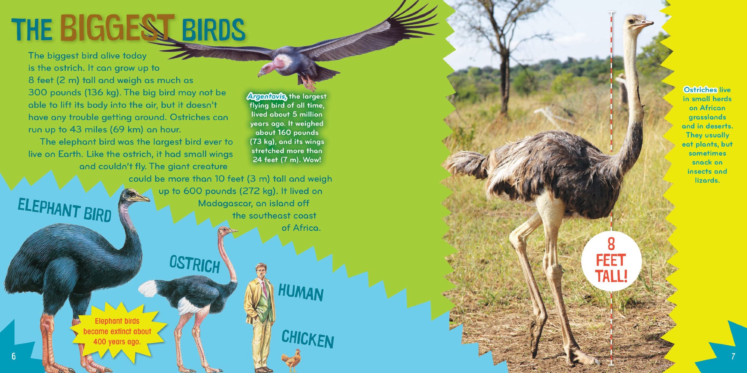 Bird-acious (6) - Fun Science Book for Kids with Interactive Bird-Themed Activities | Perfect for Homeschooling & Classroom Learning