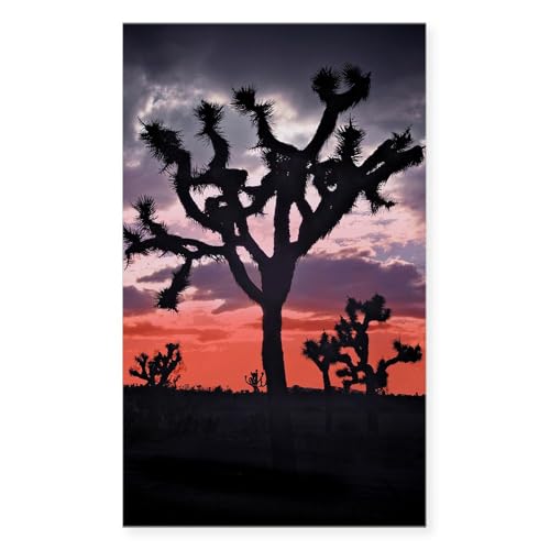 Clear - Joshua Tree
