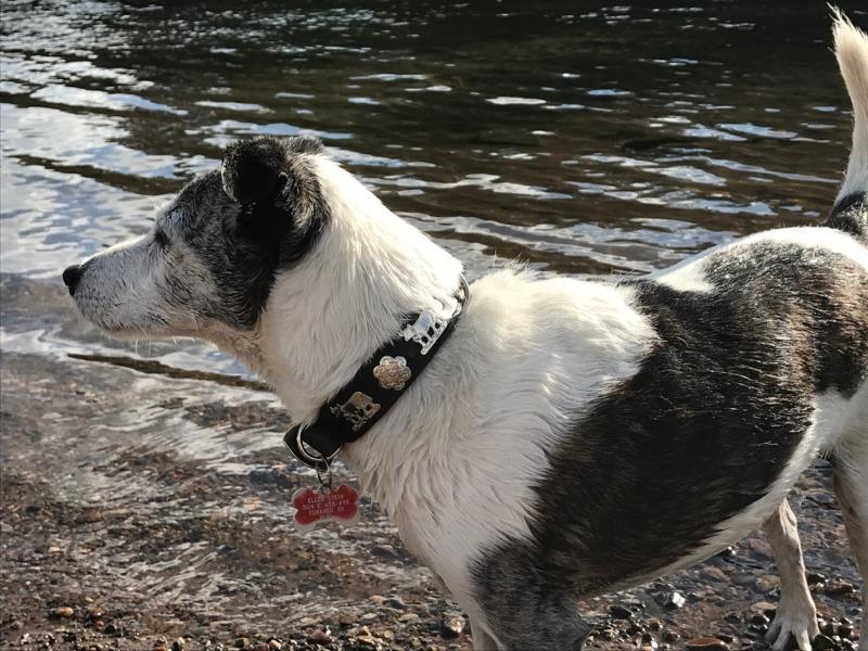 Premium Small Traditional Swiss Dog Collar - Handmade Leather Pet Collar with Embroidery | Durable & Adjustable for Daily Walks, Training & Outdoor Adventures