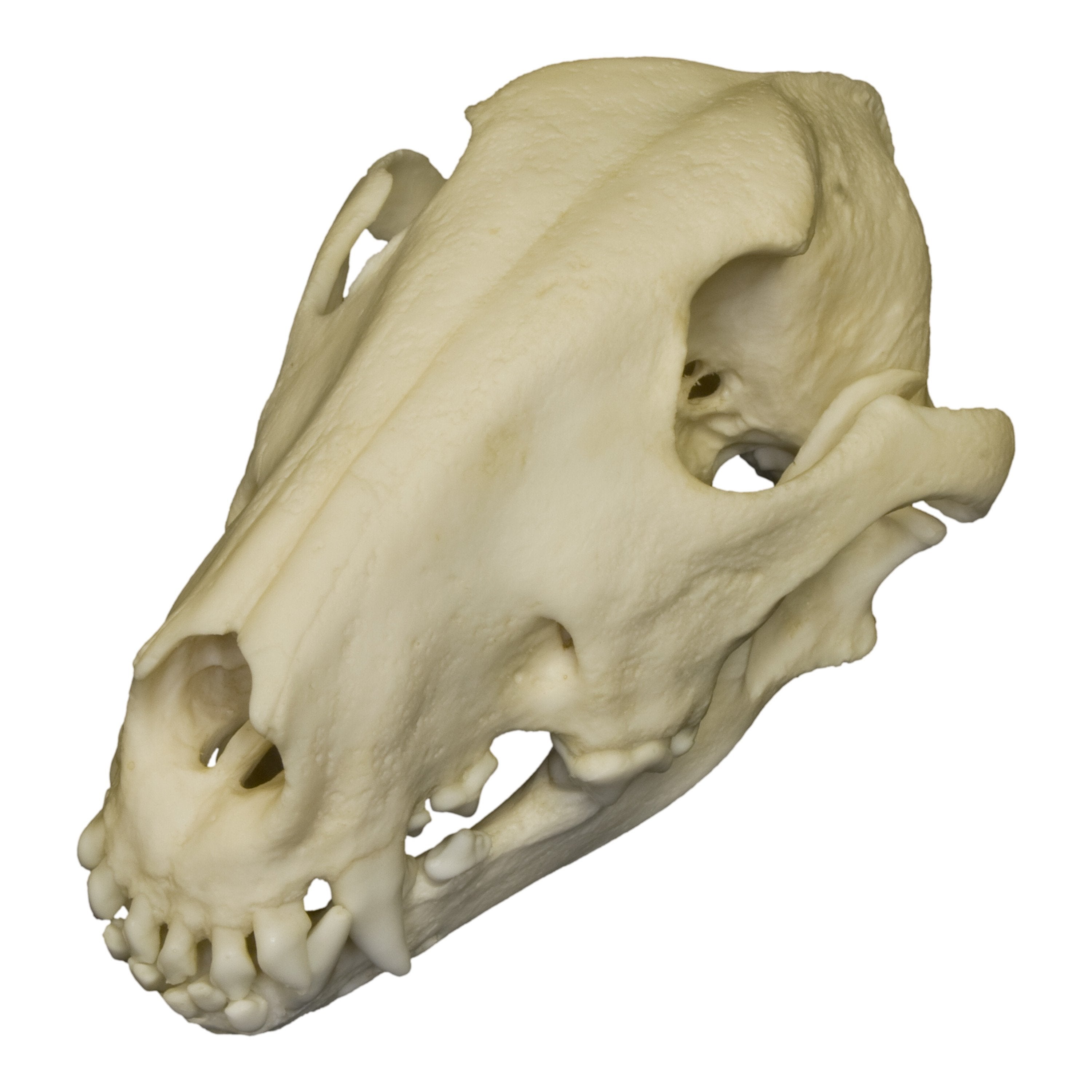 Replica Bull Terrier Dog Skull - Lifelike Animal Skull Model for Halloween Decor, Gothic Home Decor, Taxidermy Display & Educational Use