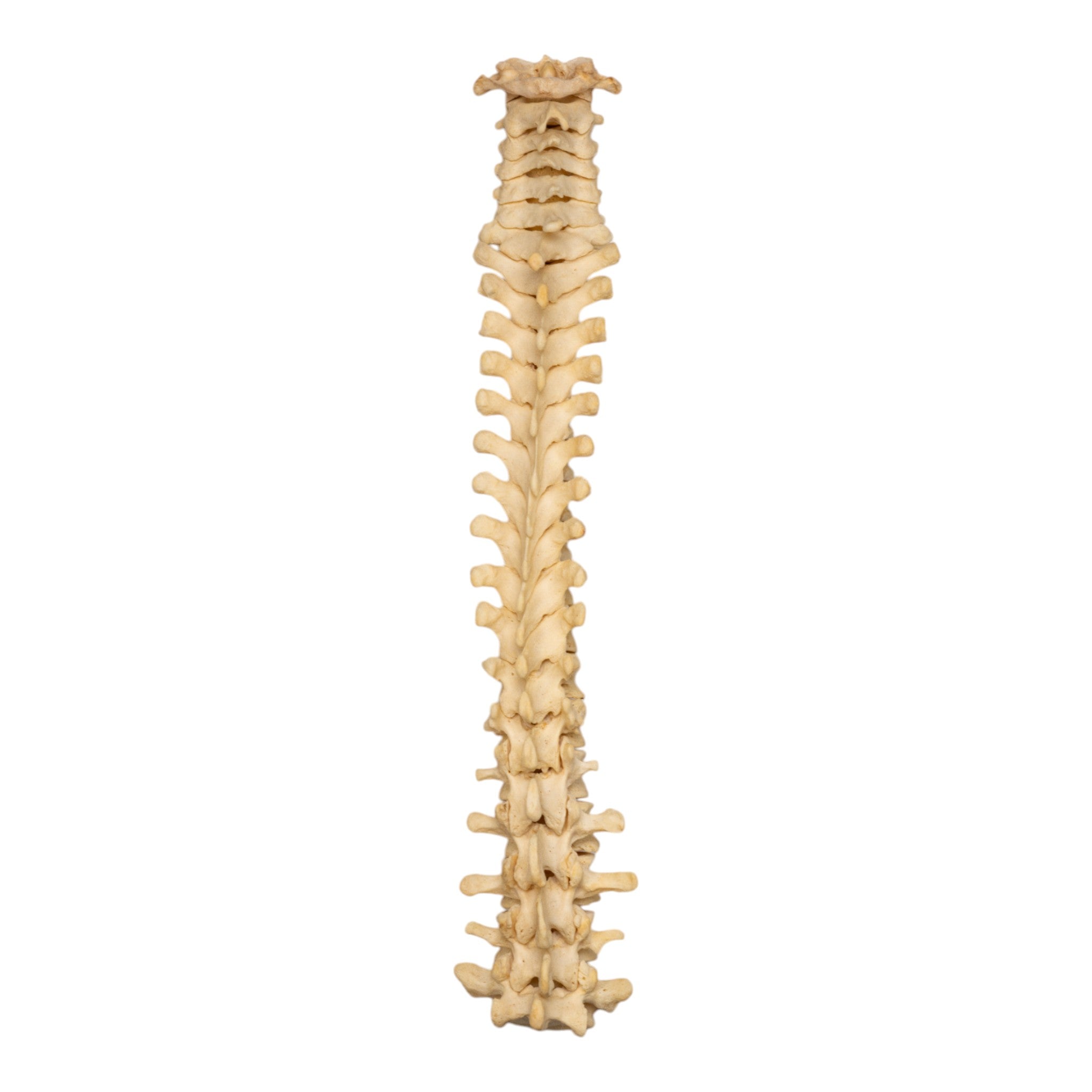 Authentic Human Spine Model - Anatomically Accurate Loose String for Medical Study & Education - Perfect for Anatomy Classes, Medical Training, and Halloween Decor