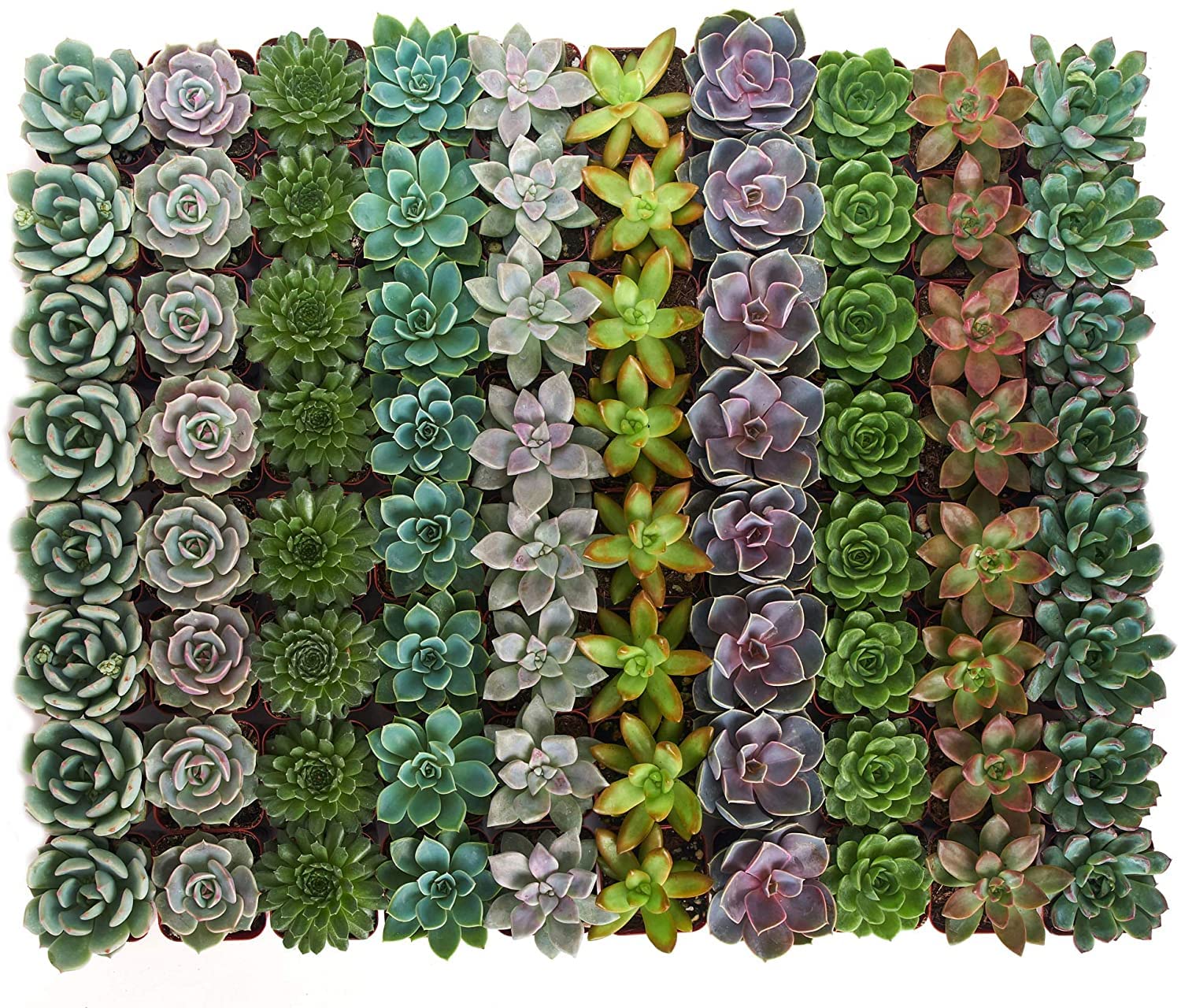 Live Mini Echeveria Succulents in 2 Inch Pots - Bulk Rosette Wedding Succulent Plants for Favors, Bouquets & Decor | Perfect for Wedding Centerpieces, Bridal Showers & Home Décor