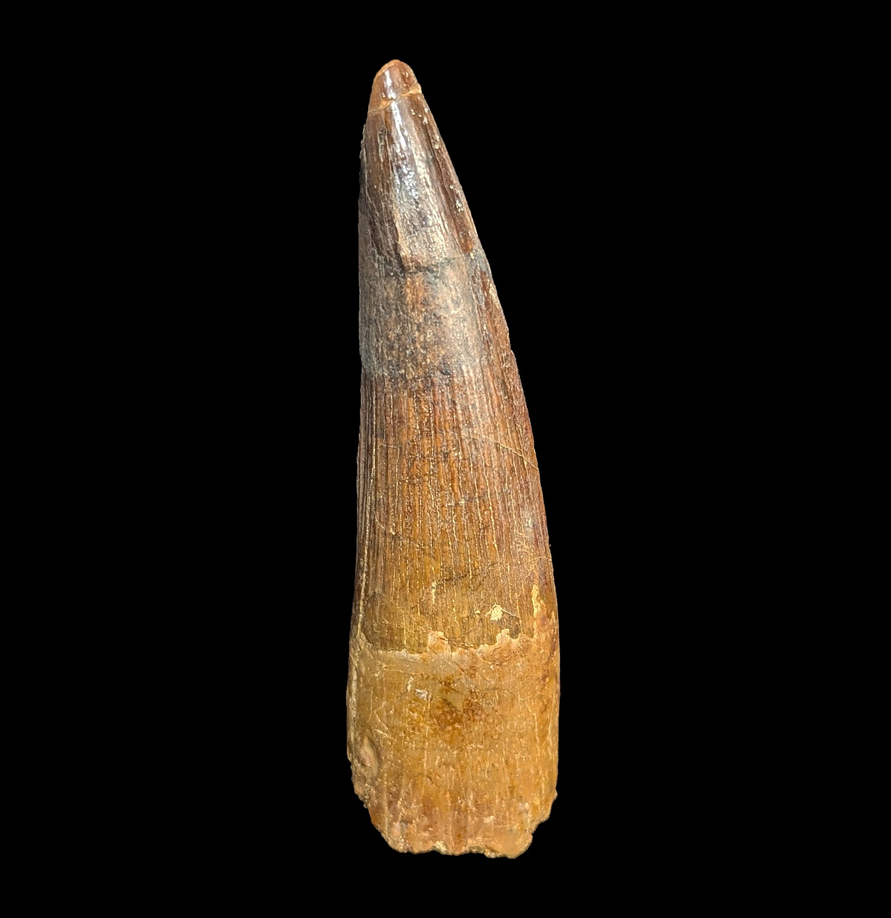 Authentic Large Spinosaurus Dinosaur Fossil Tooth Replica - Perfect for Paleontology Collections, Educational Displays & Dinosaur Themed Decor