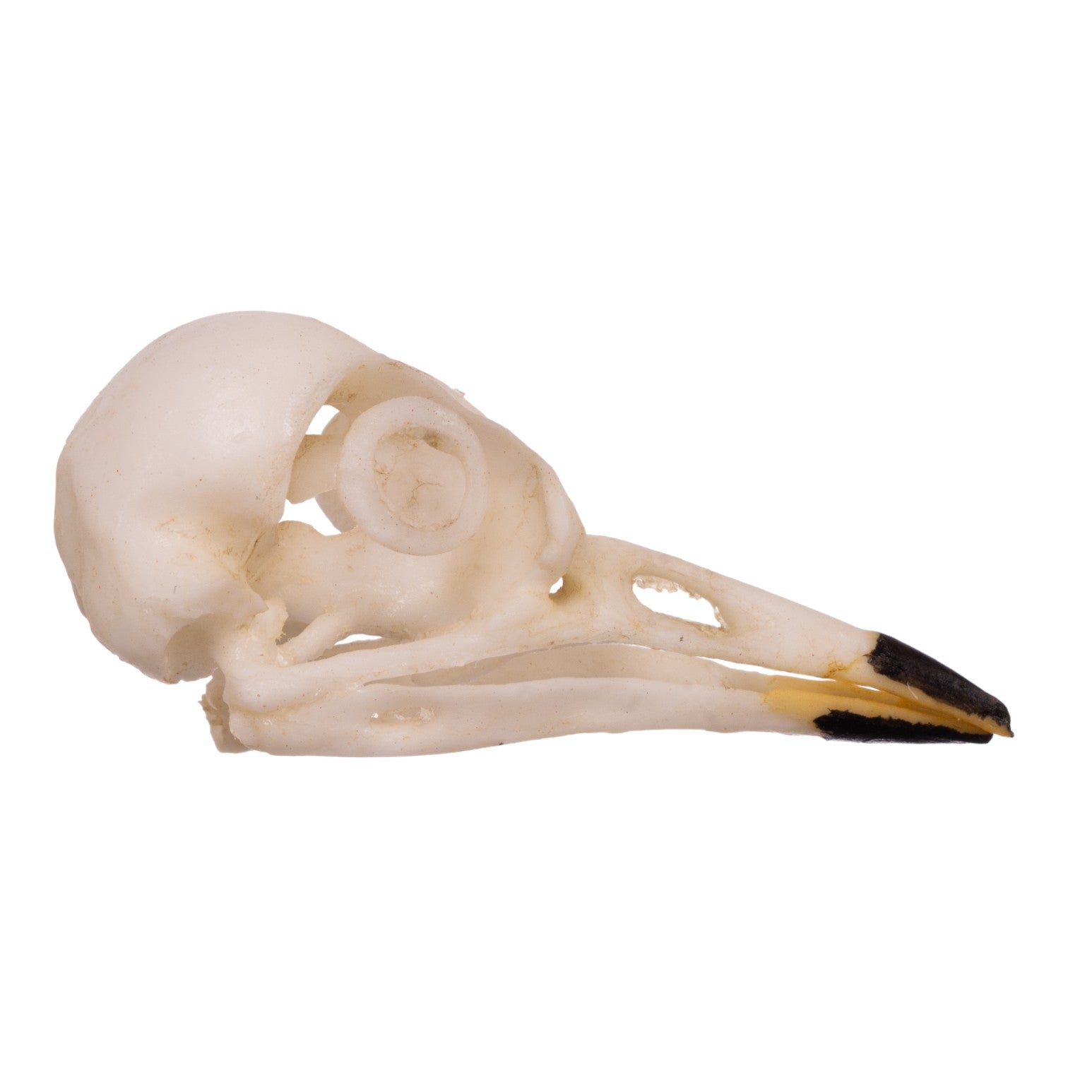 Authentic Replica American Robin Skull - Realistic Bird Skull Model for Science Education, Halloween Decor & Taxidermy Display