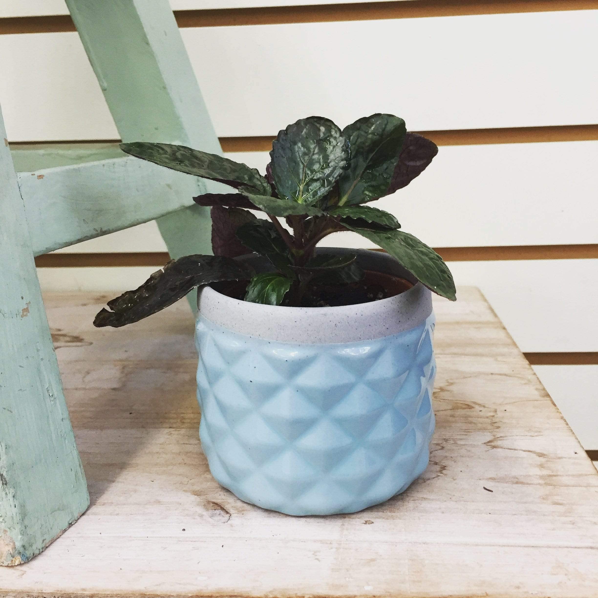 Purple Waffle Plant (Hemigraphis alternata) - 2 Inch Live Houseplant for Indoor Gardens, Terrariums & Office Decor