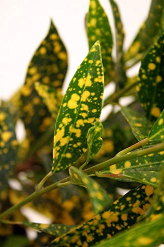 Codiaeum Variegatum 'Gold Dust' - 5 Live Plants in 4 Inch Pots - Easy Care Indoor Houseplant for Home & Office Decor | Perfect for Living Rooms, Bedrooms & Gift Giving