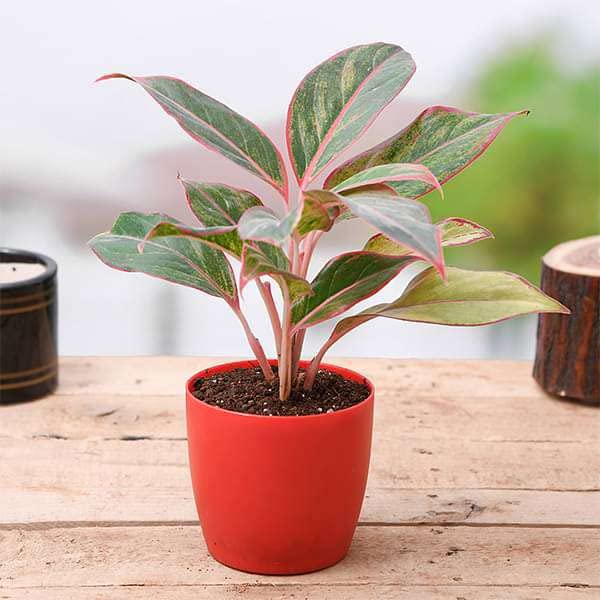 JooGTooK Aglaonema Aurora Chinese Evergreen Plant - Red Lipstick Houseplant for Home & Office Decor | Low Light Indoor Plants for Living Room, Bedroom