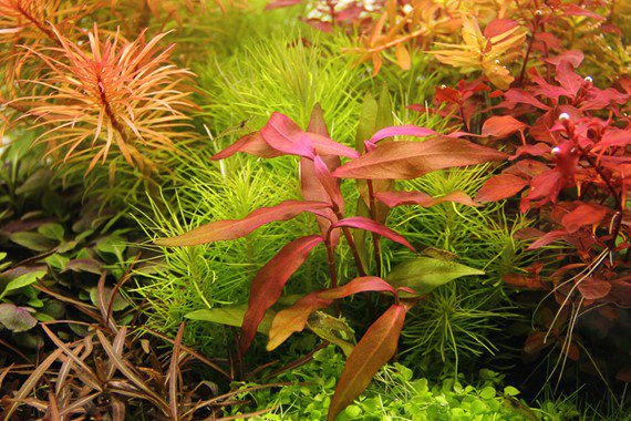 Dennerle Persicaria sp. 'Sao Paulo' - Live Aquatic Plant for Freshwater Aquariums | Perfect for Aquascaping, Fish Tanks & Planted Aquariums