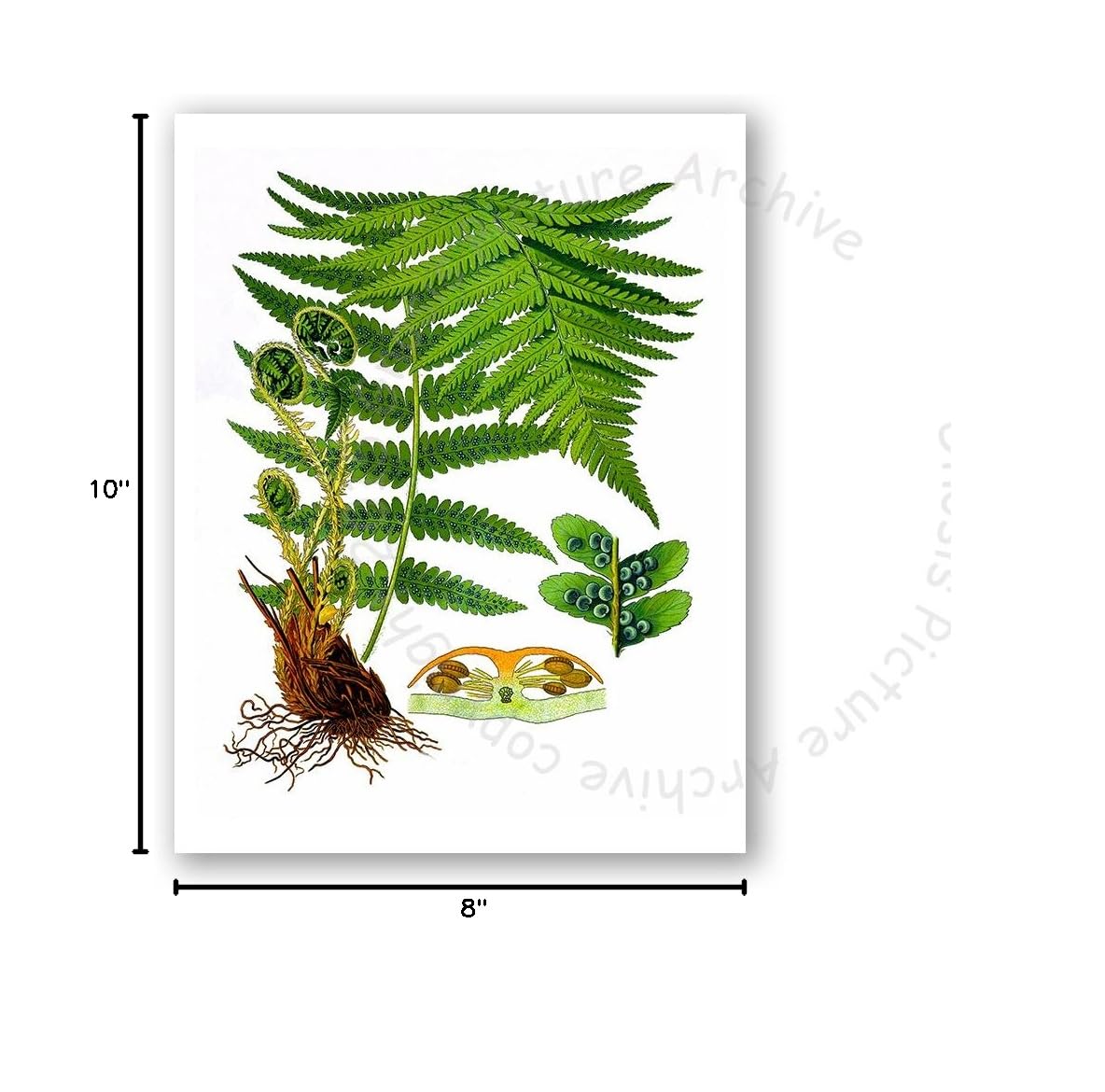 Gnosis Picture Archive Fern Greenery Wall Art Prints - Set of 6 Unframed Botanical Prints for Home Decor, Office, Living Room & Bedroom Wall Decor