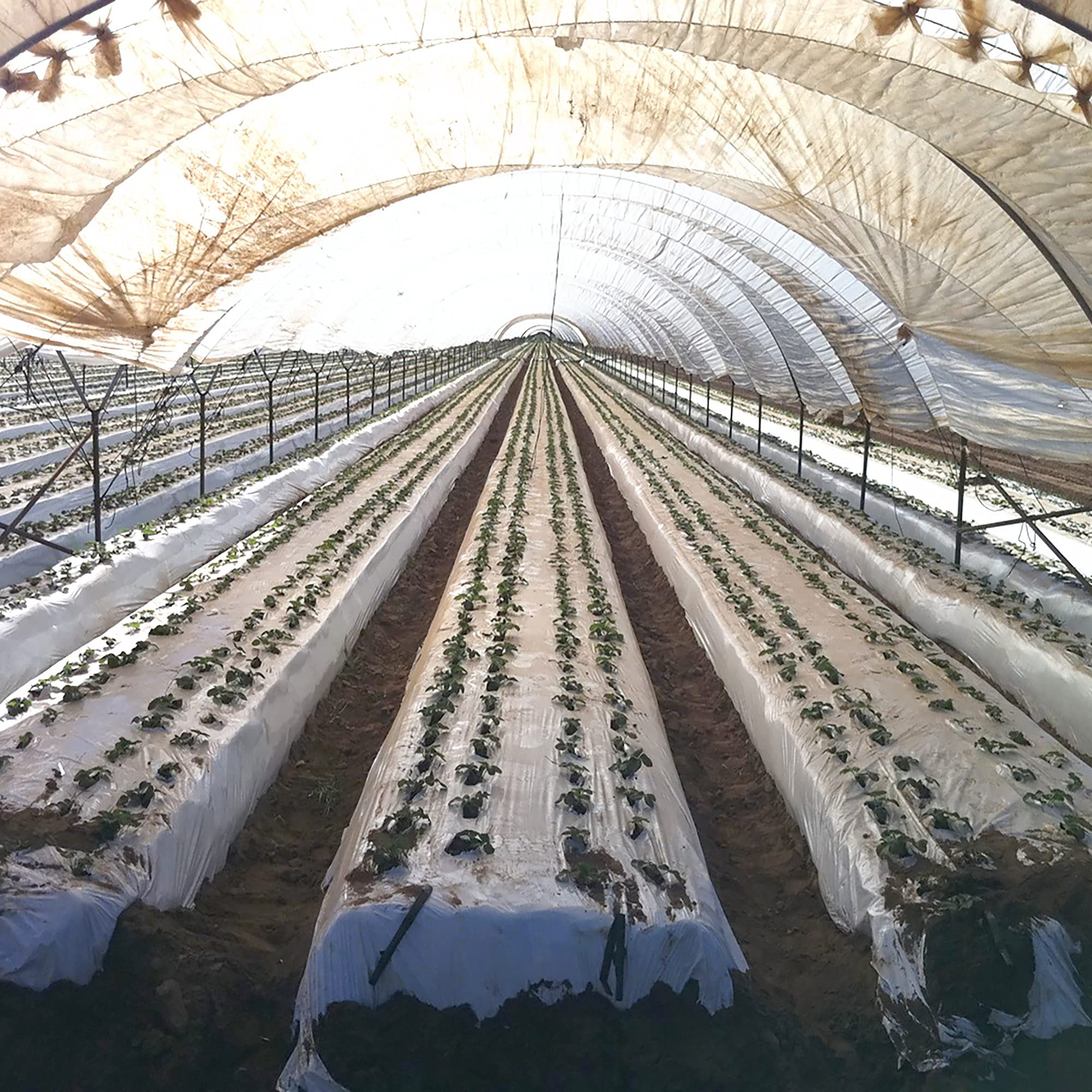 28 ft x 60 ft Clear Greenhouse Plastic Sheeting - 6 Mil Thick UV Resistant Polyethylene Film for Plant Protection | Durable Cover for Greenhouses, Hoop Houses & Garden Tunnels