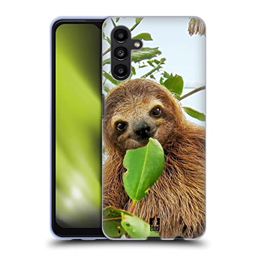 Three Toed Sloth