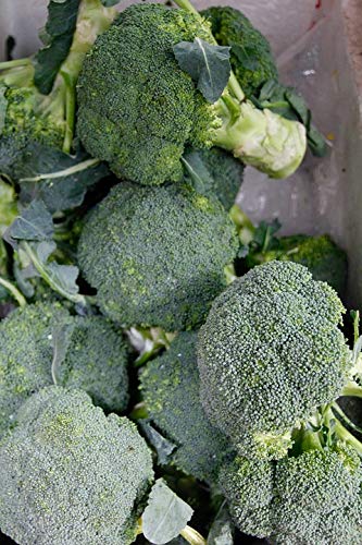 Broccoli Nutrition Facts Poster - 20x30 Inch Laminated Vegetable Food Chart with Vitamins Info - Vibrant Colors for Kitchen Decor, Classroom, or Healthy Eating Education