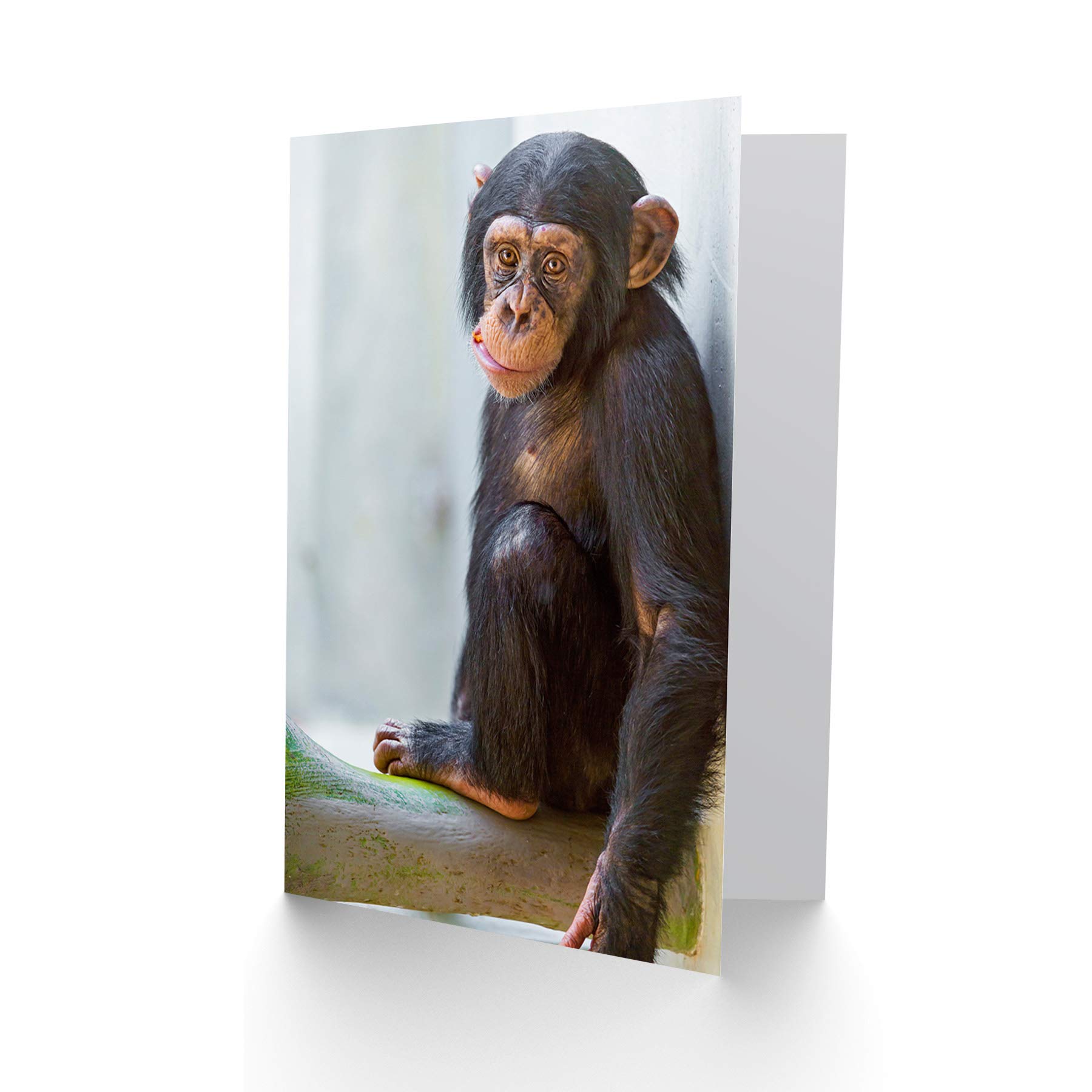 Wee Blue Coo Birthday Greeting Card - Adorable Baby Monkey & Chimpanzee Animal Photo - Perfect for Birthdays, Thank You Cards & Special Occasions