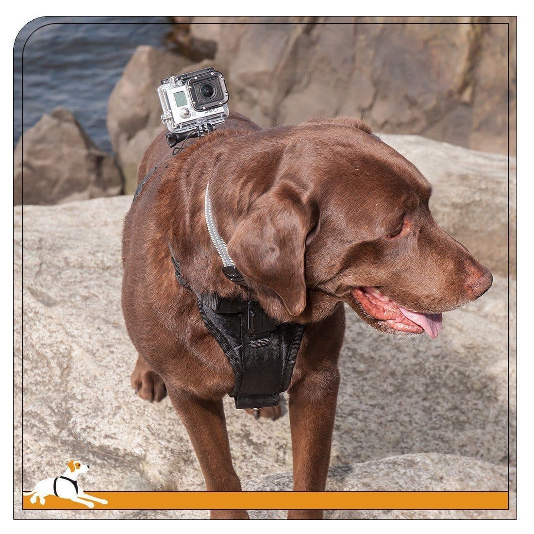 Tru Fit Adjustable Dog Harness with Camera Mount - Perfect for Hiking, Running & Outdoor Adventures