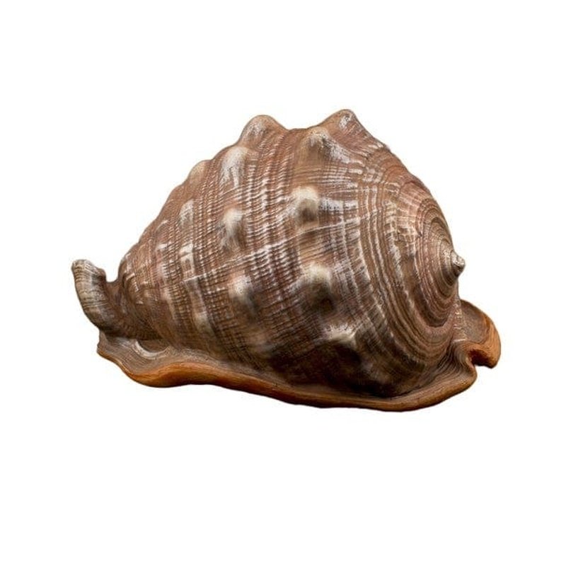 Bioscape King Helmut Shell 16 cm - Premium Decorative Seashell for Home Decor, Beach Theme Parties, and Coastal Interior Design