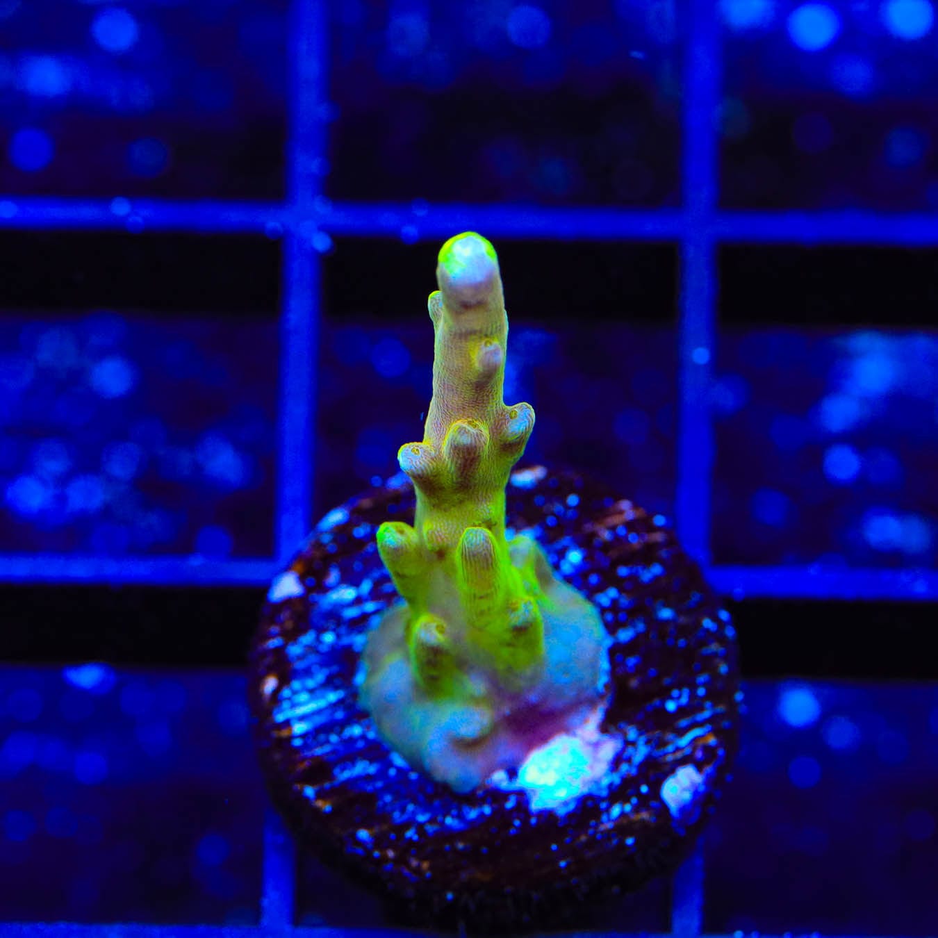 CB Golden Jawdropper Acropora Coral for Saltwater Aquariums - Vibrant Coral for Reef Tanks & Marine Aquascaping