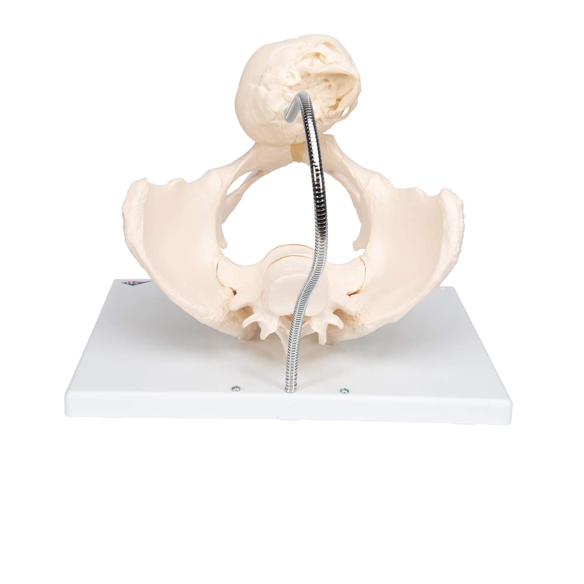 3B Scientific L30 Childbirth Demonstration Pelvis Model - 3B Smart Anatomy | Medical Teaching Tool for Obstetrics & Midwifery Training | Perfect for Classroom, Hospital, and Clinical Education