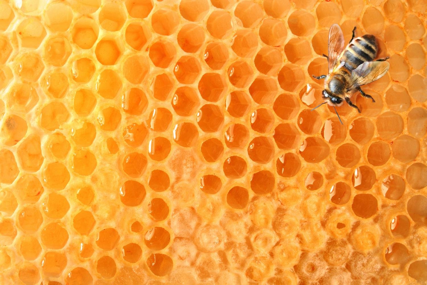 Wallmonkeys Bee Honeycomb Peel and Stick Wall Mural Decal - 48x32 Inches (WM179618) - Perfect for Kitchen, Nursery, or Cafe Decor