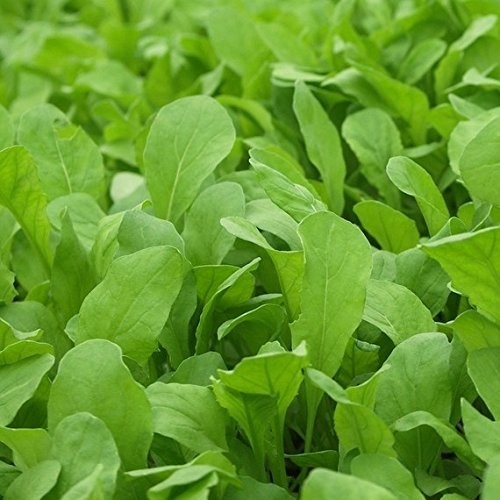 Bulk Organic Arugula Seeds (5 Lbs) - Non-GMO, Heirloom, Fast-Growing for Home Garden, Salad Greens & Microgreens - Perfect for Indoor Hydroponics, Outdoor Planting & Healthy Eating