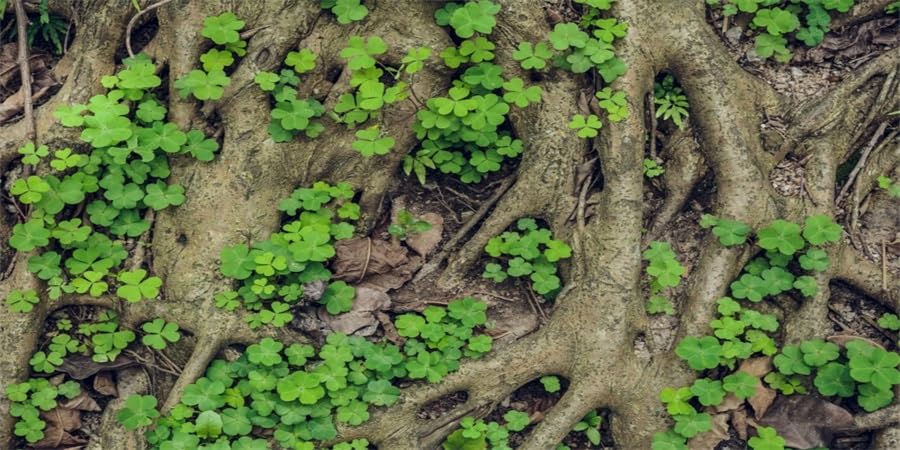 YongFoto 36x18 Inch Reptile Tank Terrarium Background - Vintage Tree Roots with Green Moss & Bark for Bearded Dragon Habitat | Durable Polyester Aquarium Backdrop for Fish Tanks & Reptile Enclosures | Perfect for Desert & Jungle Terrarium Themes